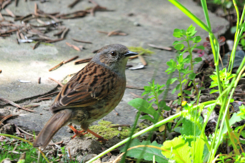 15-Accenteur mouchet
                   