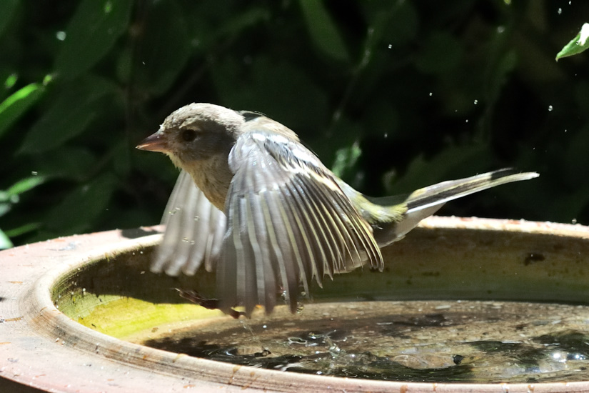 17-Vol au-dessus d'une baignoire