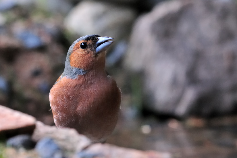15-Pinson mâle au point d'eau