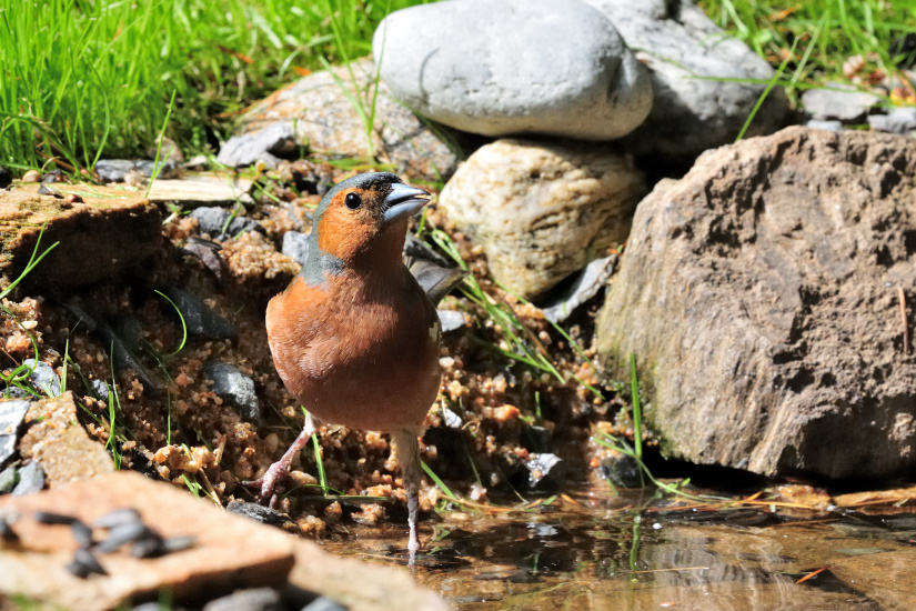 16-J'y vais, j'y vais pas ?
                   