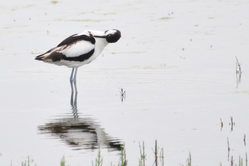 4-Avocette toilettage
                   