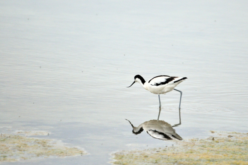 8-Avocette