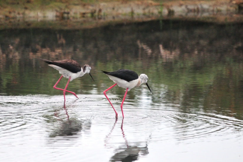 17-Echasses en pêche