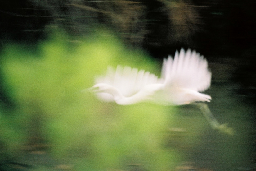 21-Voile de plumes ...