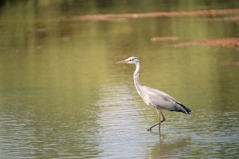 16-Héron cendré juvénile