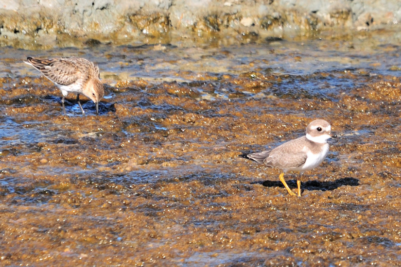 12-Bécasseau et Grand Gravelot