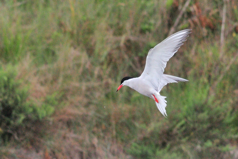 6-Acrobaties matinales