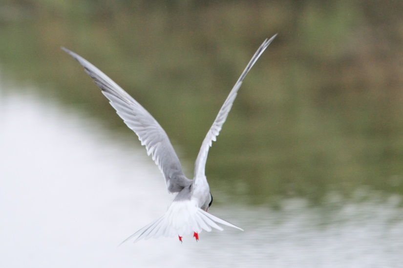 7-Vol en Saint-Esprit
                   