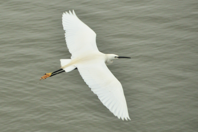 4-Aigrette - vue de dessus
