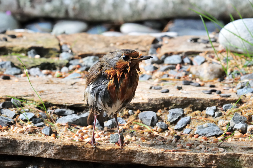 22-Ma serviette, elle est où ?