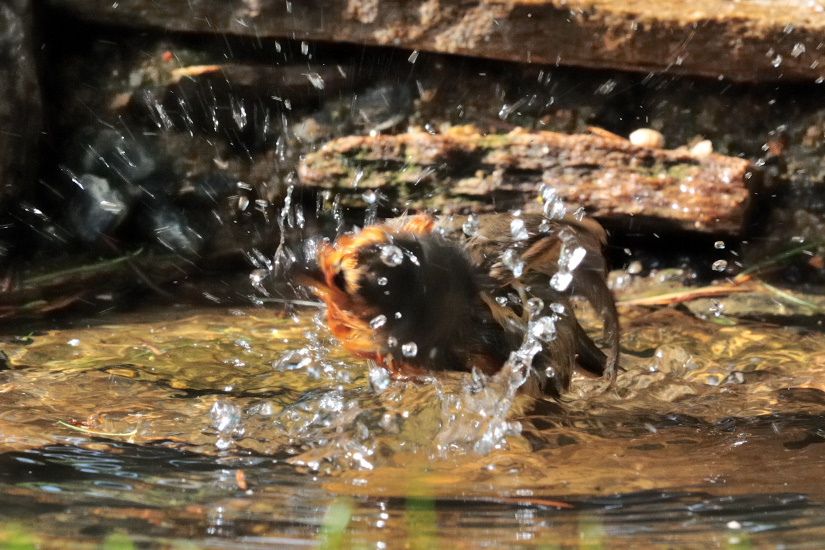 15-T'as vu les gouttes
                   