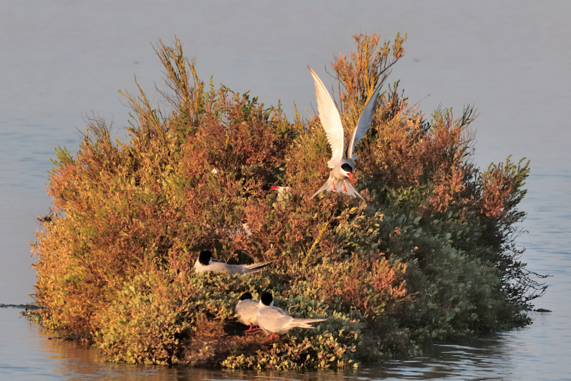 11-Y'a trop de monde ...