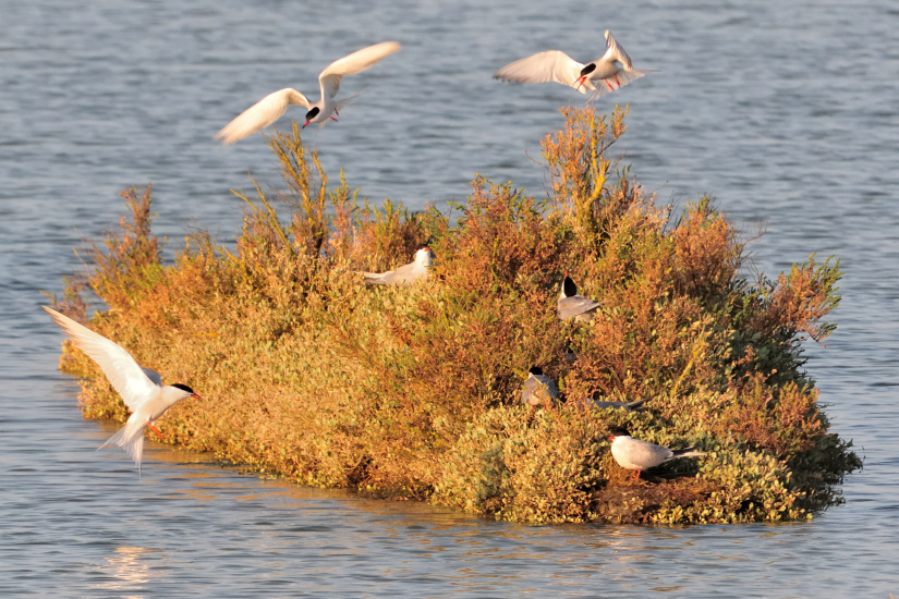 21-Comme une ruche ...