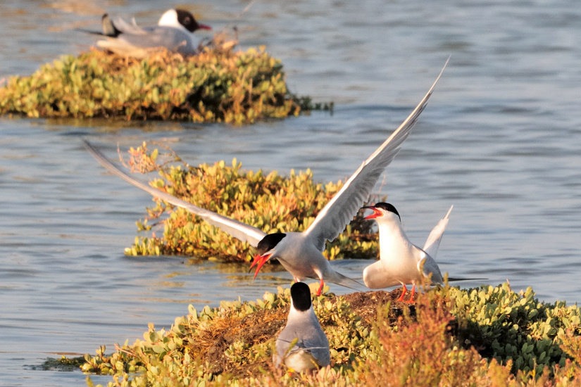 19-C'est bon, je m'en vais ...