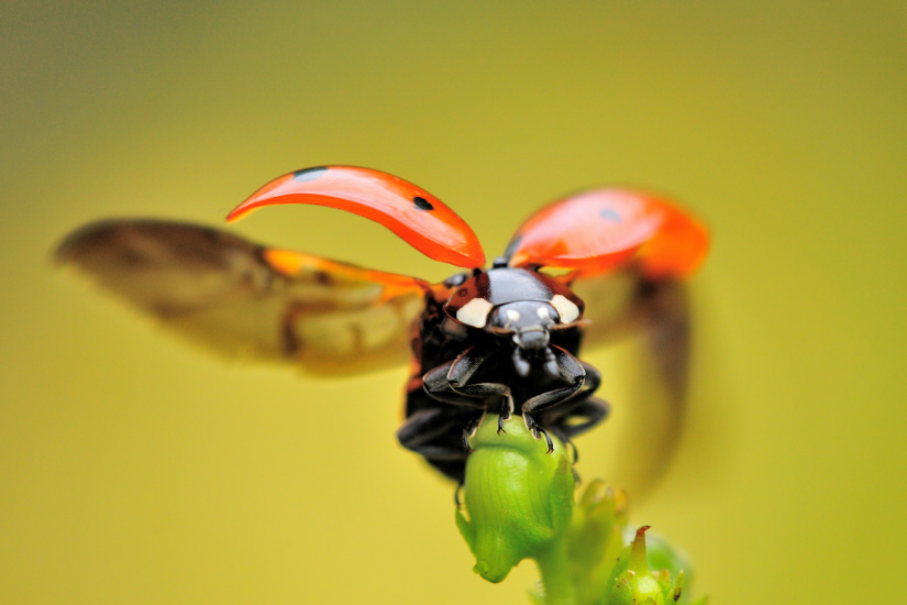 1-Coccinelle 7 points