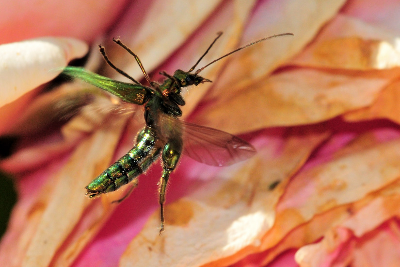 3-Oedemere noble mâle