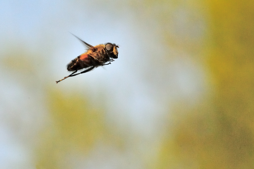 16-Eristale opiniatre