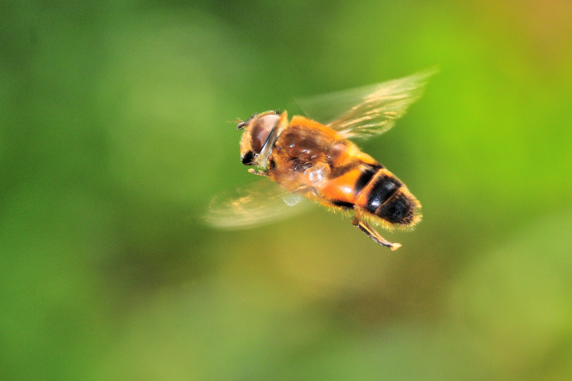 19-Ersitale opiniatre